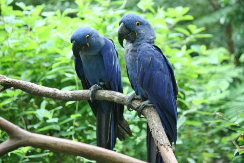 parrots birds blue