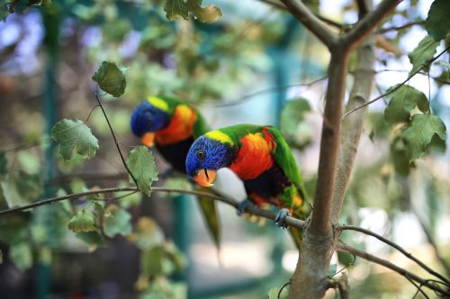 parrots animals bird