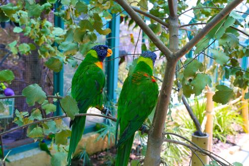 parrots love bird