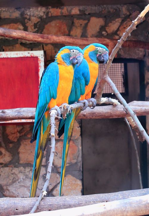 parrots zoo bird