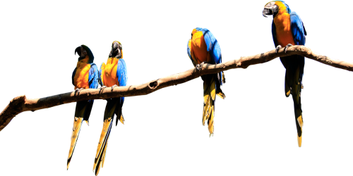 parrots branch isolated