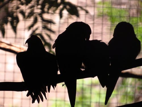 parrots silhouette nature