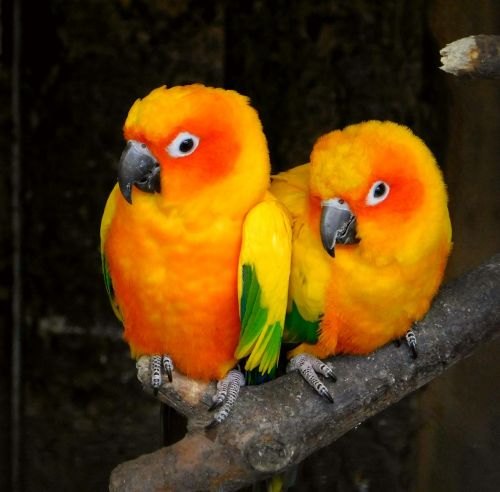 parrots torque bird