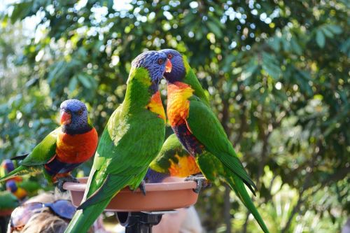 parrots birds animals