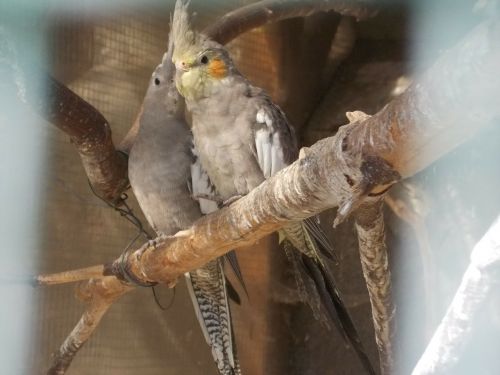 parrots birds cosy