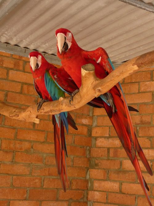 parrots tropical birds
