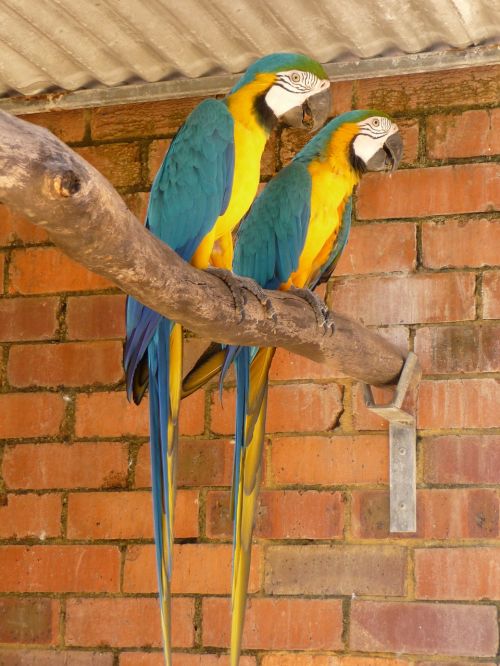 parrots tropical birds