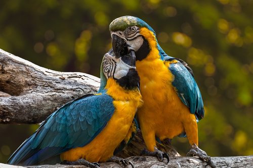 parrots  exotic  ara
