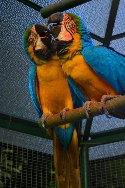 parrots  zoo