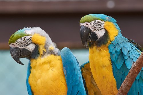 parrots  aras  bird
