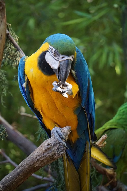 parrots  parakeets  birds