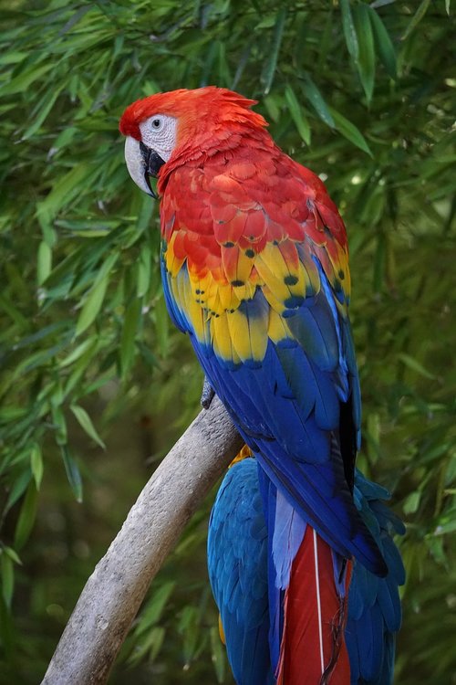 parrots  parakeets  birds