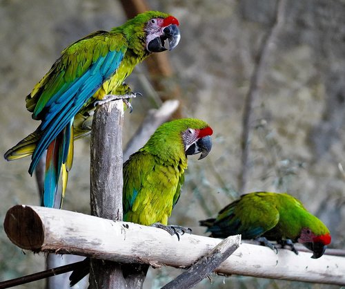 parrots  birds  exotic