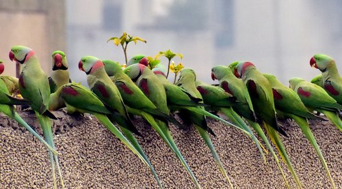 parrots  waiting in a row  breakfast time