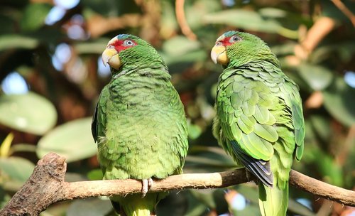 parrots  green  pair