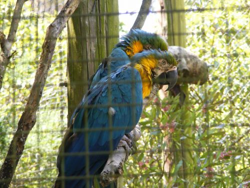 parrots encaged zoo