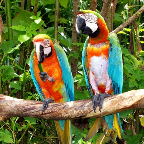 parrots birds nature