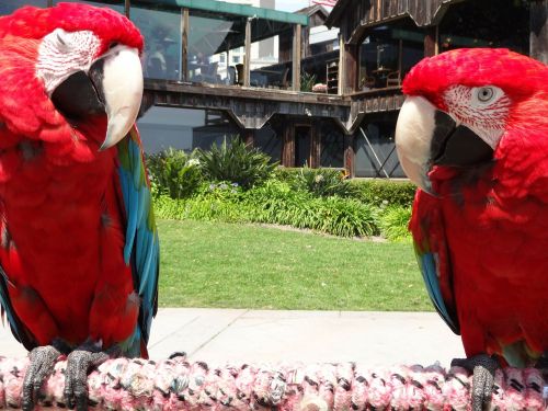 parrots birds red