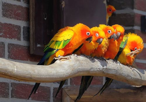 parrots aras colorful