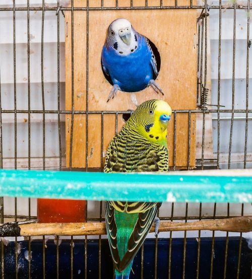 parrots birds couple