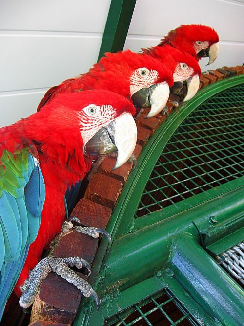 parrots looks colorful