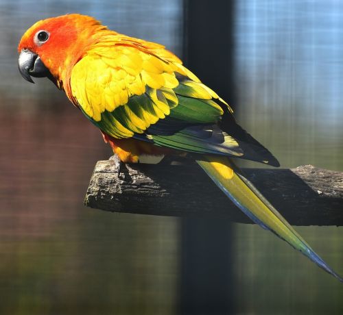 parrots aras colorful