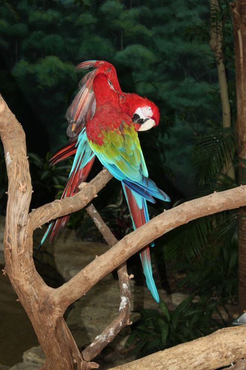 parrots bird feathered race