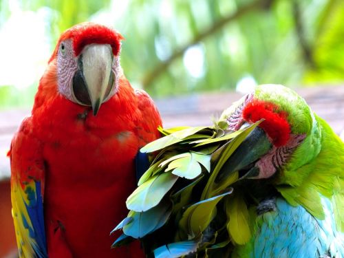 parrots animals colorful