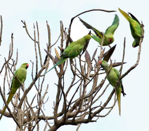 parrots circle tree