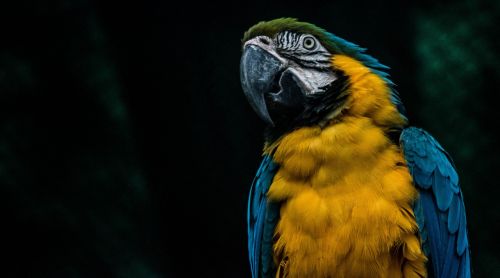 parrots macaw bird parrot