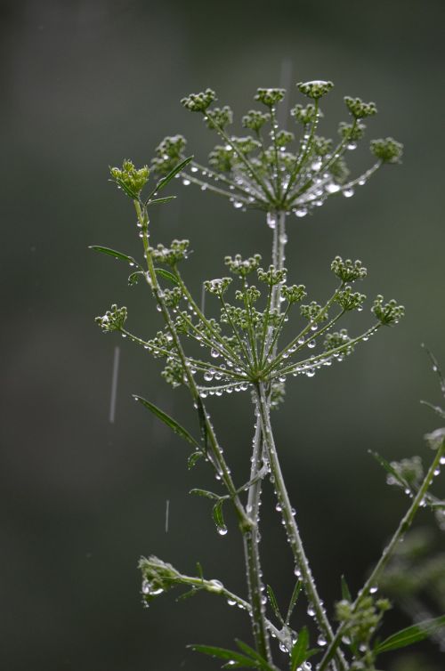 parsley drip rain