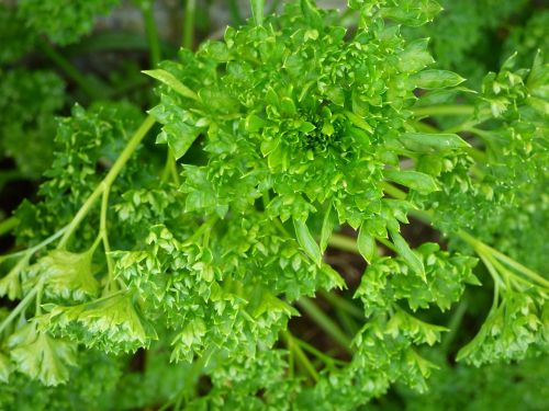 parsley green herb