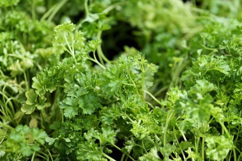 parsley plant spice