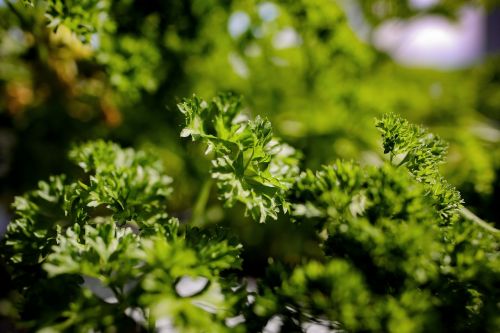 parsley herbs spice