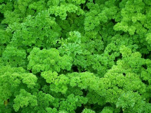 parsley seasoning greens