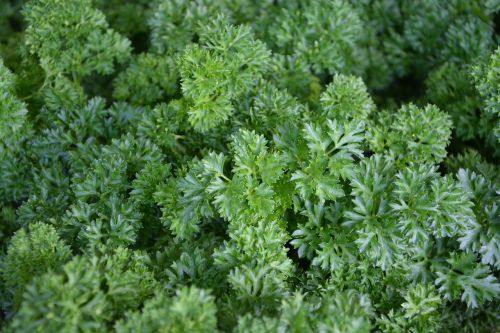 parsley aromatic plant medicinal