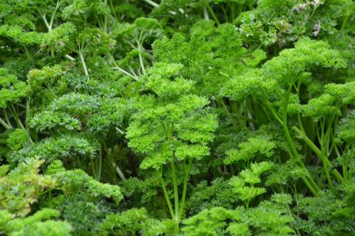 parsley branches of persil condiment
