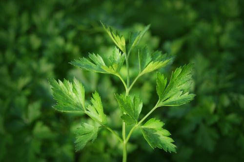 parsley kitchen herbs herbs