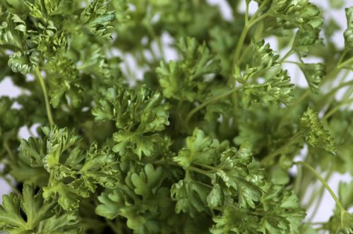 parsley green spice