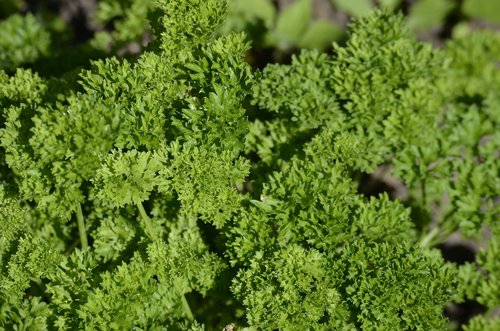 parsley  culinary herbs  herbs