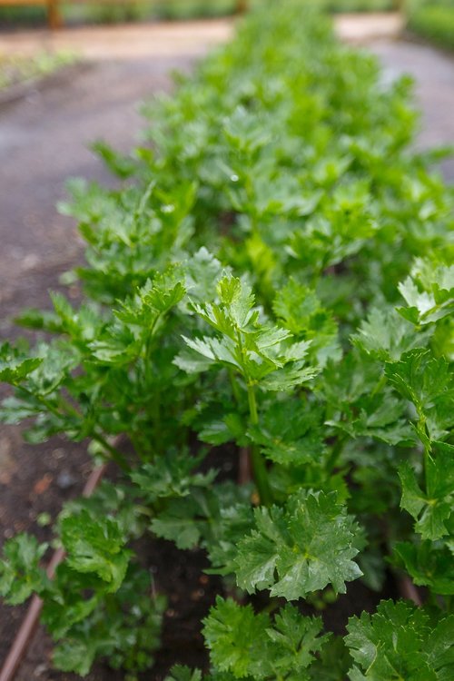 parsley  garden  green