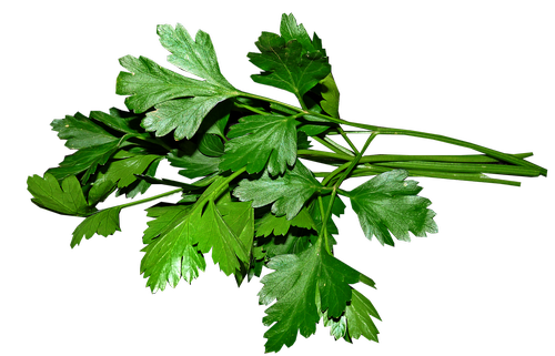 parsley  leaves  cooking