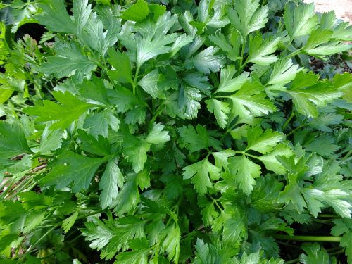 parsley leaves aromas