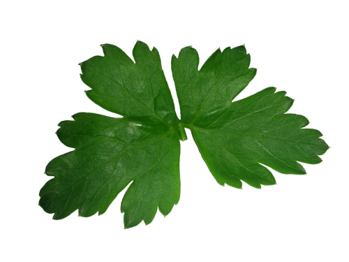 parsley leaf high