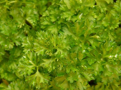 parsley spice plant