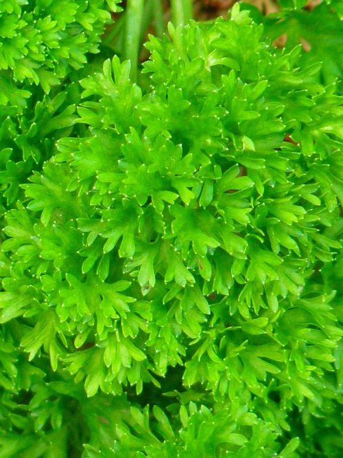 parsley green spice