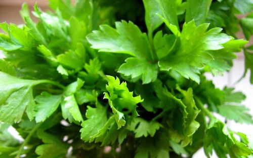 parsley green plant