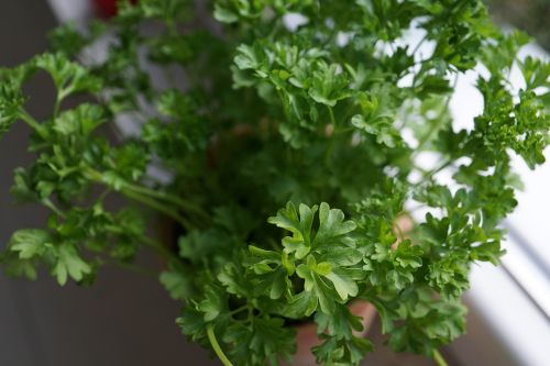 parsley herbs kitchen