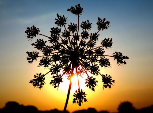 parsley sunset silhouette