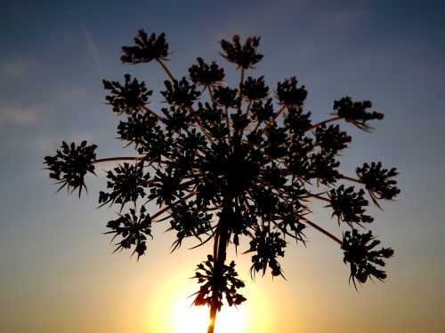 parsley sunset silhouette